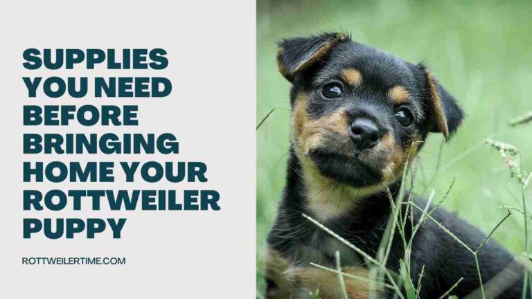 Supplies You Need Before Bringing Home Your Rottweiler Puppy