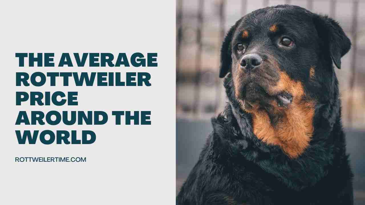 The Average Rottweiler Price Around the World