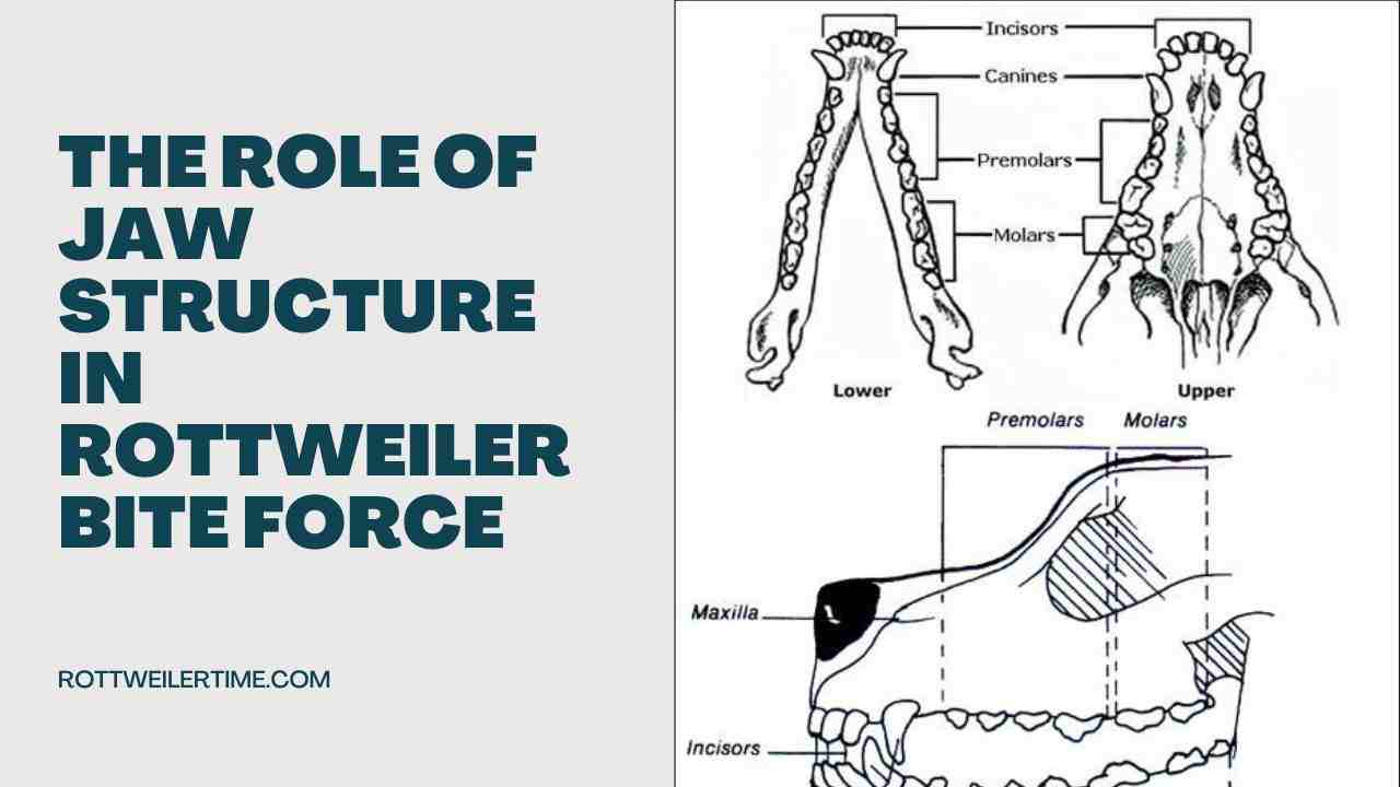The Role of Jaw Structure in Rottweiler Bite Force