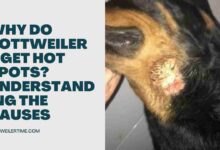 Why Do Rottweilers Get Hot Spots