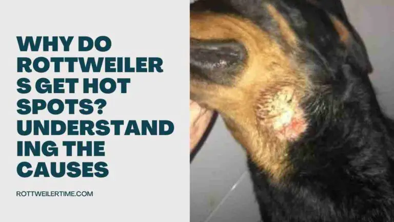 Why Do Rottweilers Get Hot Spots