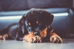 Rottweiler and Motion Sickness