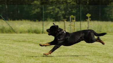 Dos and Don'ts of Rottweiler Training