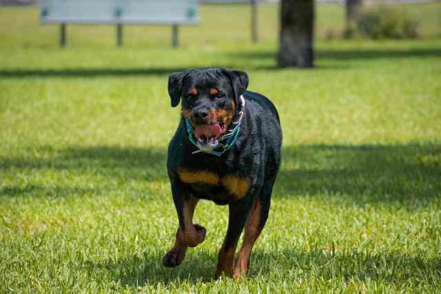 Naming Your Rottweiler