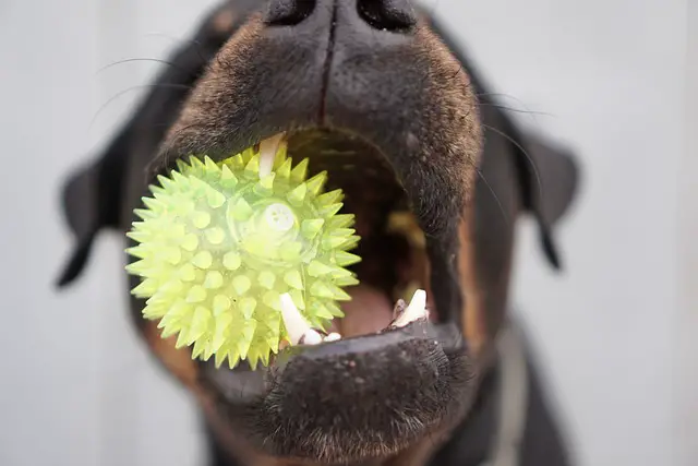 Teach Your Rottweiler to Retrieve Objects