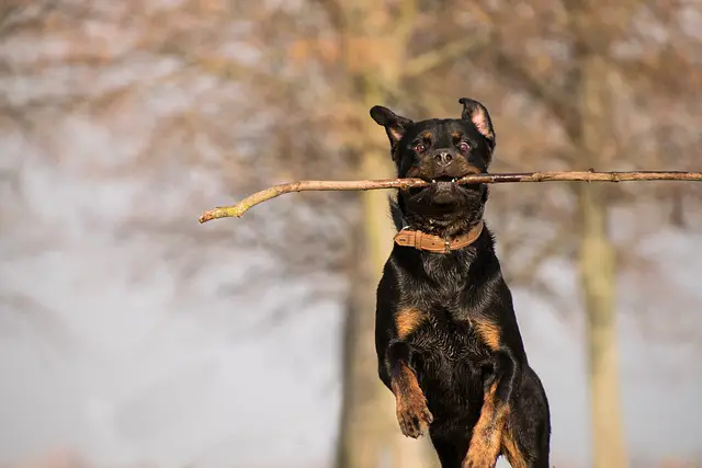Create a Rottweiler Exercise Routine