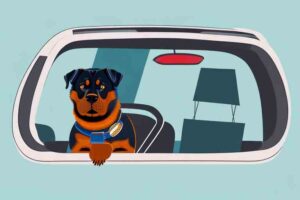 Road Trip with Your Rottweiler