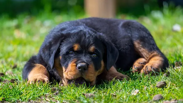 Choosing the Perfect Rottweiler Puppy