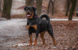 rottweiler tails emotional states