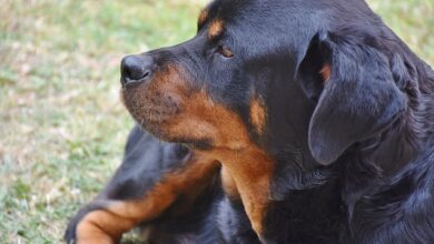 Rottweiler Tail Infections