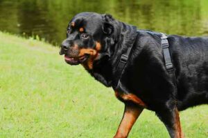 Rottweiler Weight and Aging