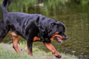 How to Weight Your Rottweiler
