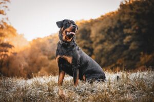 What Factors Affect Rottweiler Price
