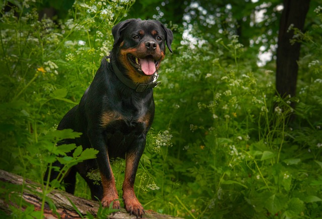 10 Factors That Affect Rottweiler Lifespan
