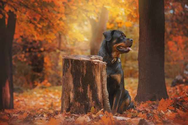 Rottweiler Coat Problems and Their Solutions