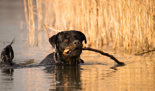 10 best exercises for Rottweilers