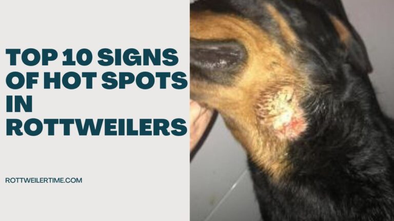 Signs of Hot Spots in Rottweilers