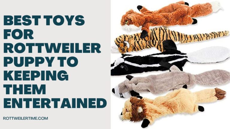 Best Toys for Rottweiler Puppy To Keeping Them Entertained