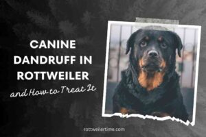 Canine Dandruff in Rottweiler